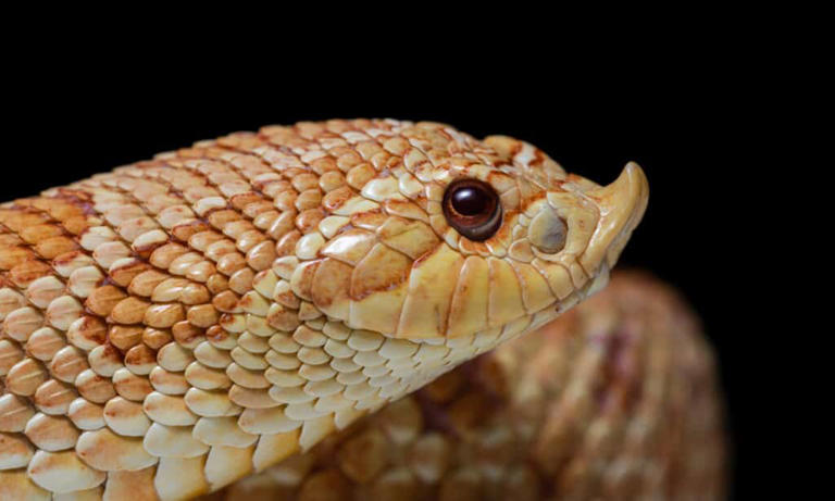 Discover The 10 Weirdest Snakes Found In The U.s.