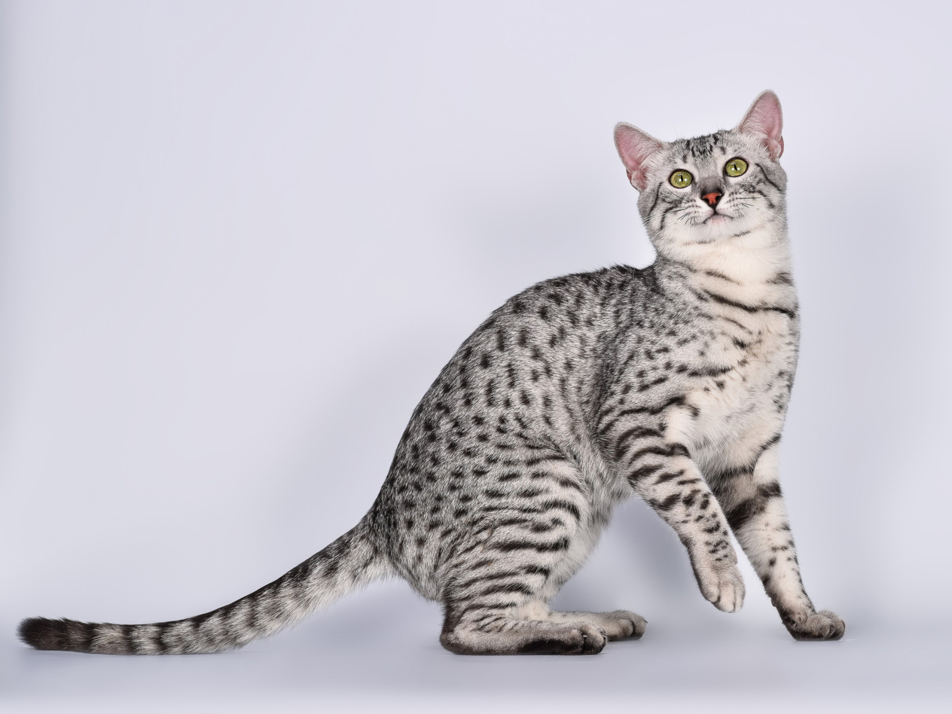 The origins of the most popular cat breeds