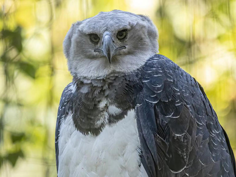 Meet the Harpy Eagle — a Bird With a Wingspan the Size of an NBA Player