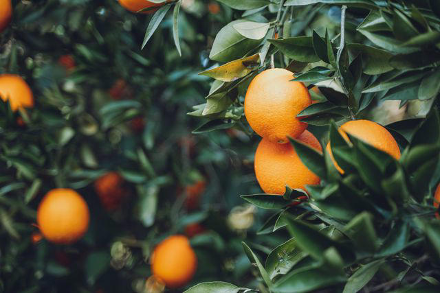 Oranges: Benefits Inside This Hydrating, Sweet Citrus Fruit