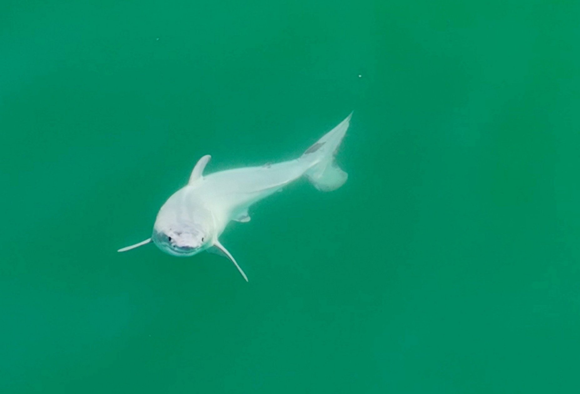 Ghostly Baby Shark Solves One Of The Ocean's Greatest Mysteries