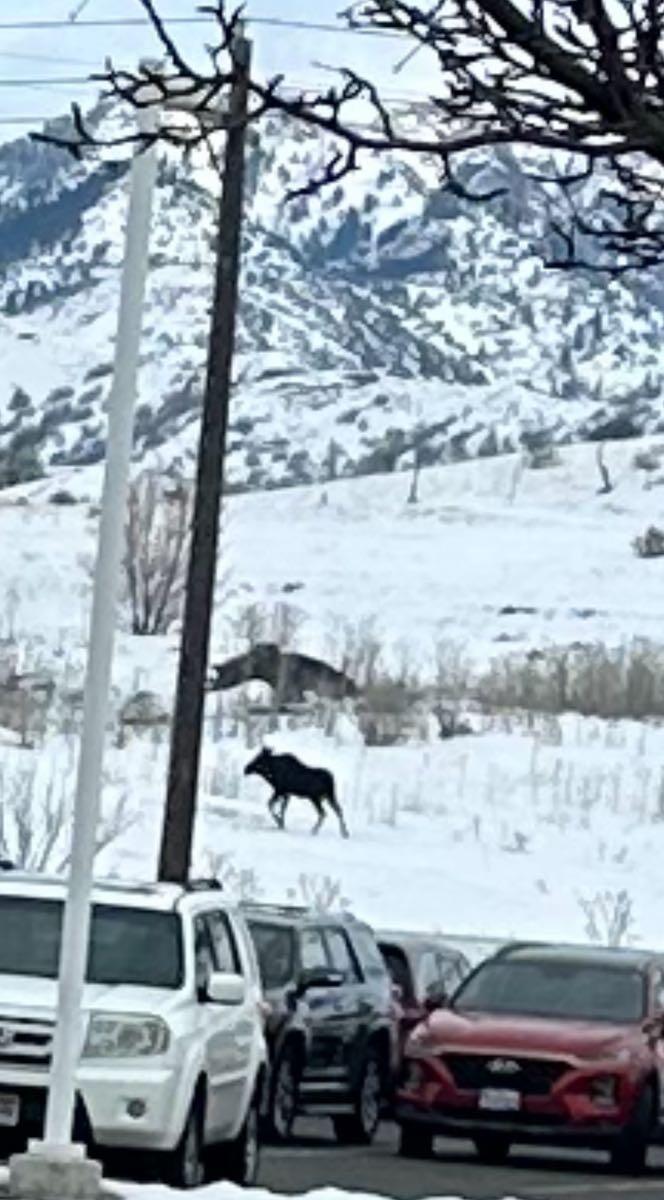 Moose Seen Today Walking In Farmers Pasture Behind Church In Smithfield ...