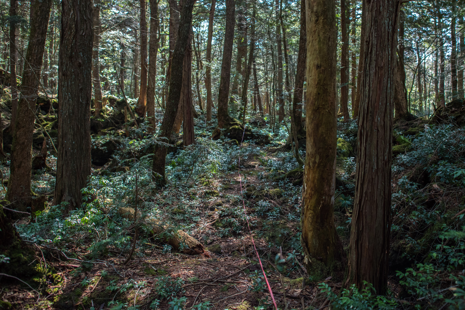 L'histoire glaçante de la forêt des suicides au Japon