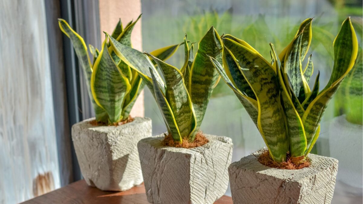 Snake Plants Benefits: Purifies indoor air
