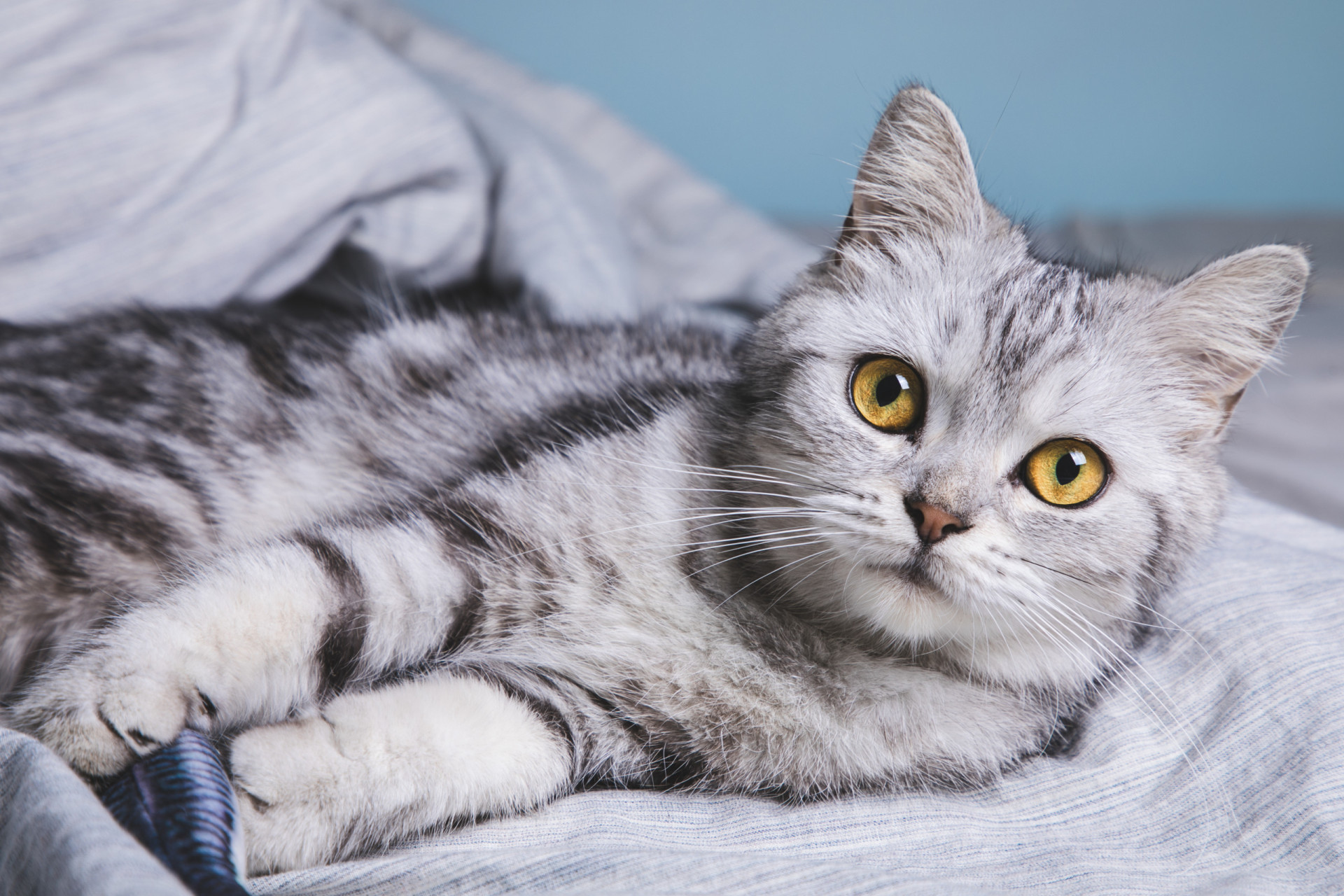 The Origins Of The Most Popular Cat Breeds