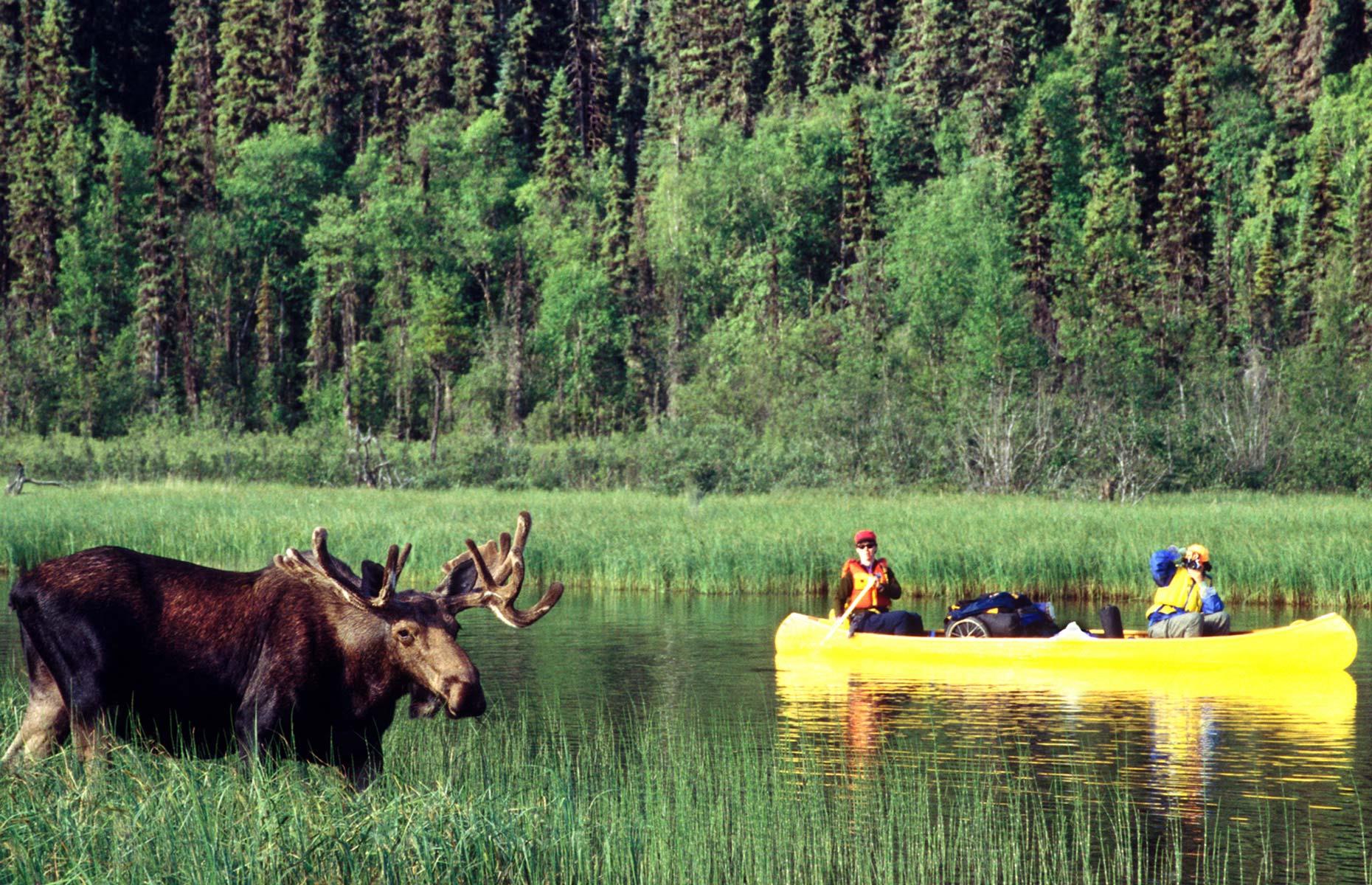<p>Paddle off in search of moose in Algonquin Provincial park, a vast stretch of wilderness in Ontario. Most of the park is only accessible by canoe (there’s 1,200 miles of canoe routes around the lakes, streams and portage trails) so join a guided canoe trip to navigate some of little visited parts and you'll be in with a good chance of spotting the magnificent creatures. You can also spend the night camping out in the wild.</p>