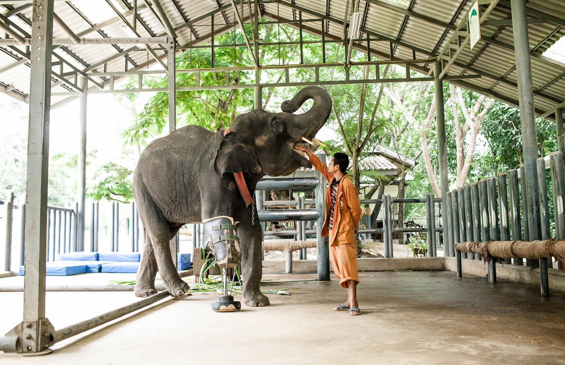 <p>Meet Mosha, the first elephant to receive a prosthetic leg, at the Friends of the Asian Elephant Hospital near Chiang Mai. Sadly, Mosha stepped on a landmine near the Burmese border when just seven months old. As part of this special excursion, arranged for guests by luxury hotel <a href="https://www.theakyra.com/chiang-mai/experience/be-inspired/elephant-day-care-package/">akyra Manor Chiang Mai</a>, children can also design, paint and keep their own model elephant at social enterprise Elephant Parade and meet local artists on a tour of the studio.</p>