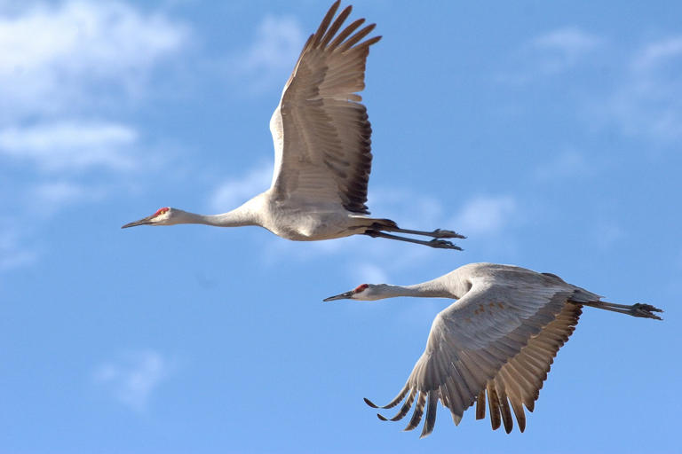 Sandhill Crane Counting: 'One of the Sweeter Things in Life'