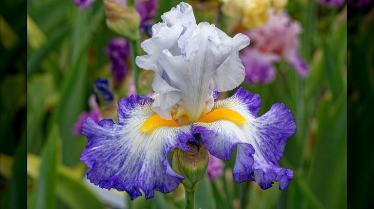 Three Stunning Types Of Irises To Grow In Your Garden, From Our Master 