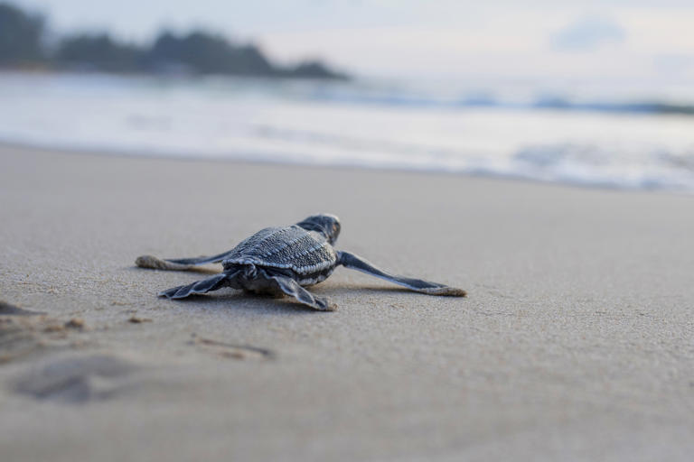 46 Sea Turtle Facts for Kids That May Surprise You