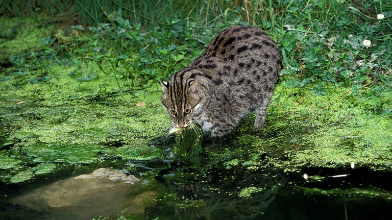 One Of The Best National Parks In Southeast Asia For Viewing Wildlife