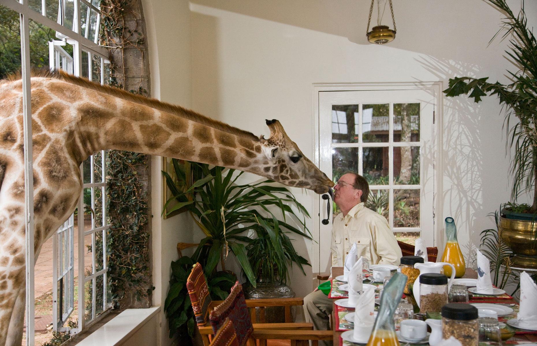 <p>The children will think they’ve stepped into a storybook at Giraffe Manor, a grand 1930s mansion near Nairobi. Except it’s not a tiger who’s coming to tea but giraffes coming for breakfast. The herd of resident Rothschild giraffes visit most mornings and evenings, peering into the windows in the hope of a tasty treat before retreating to their forest sanctuary. It’s not just the children who will be entranced by these graceful giants.</p>