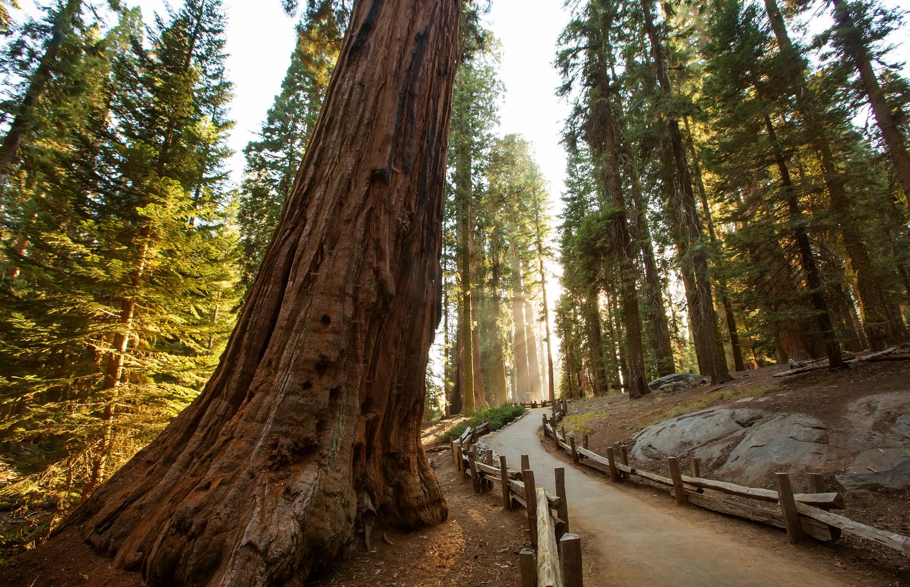 <p>Enter the land of the giants at Sequoia National Park – home to the ginormous sequoia trees – on a road trip through California. The vast state is a place for big adventures with little ones: whether it's visiting the fabulous amusement parks near LA, star-spotting in Hollywood, sea lion spotting on the Big Sur or hearing the call of the wild in Yosemite National Park, there is something to keep everyone in the family enthralled. </p>