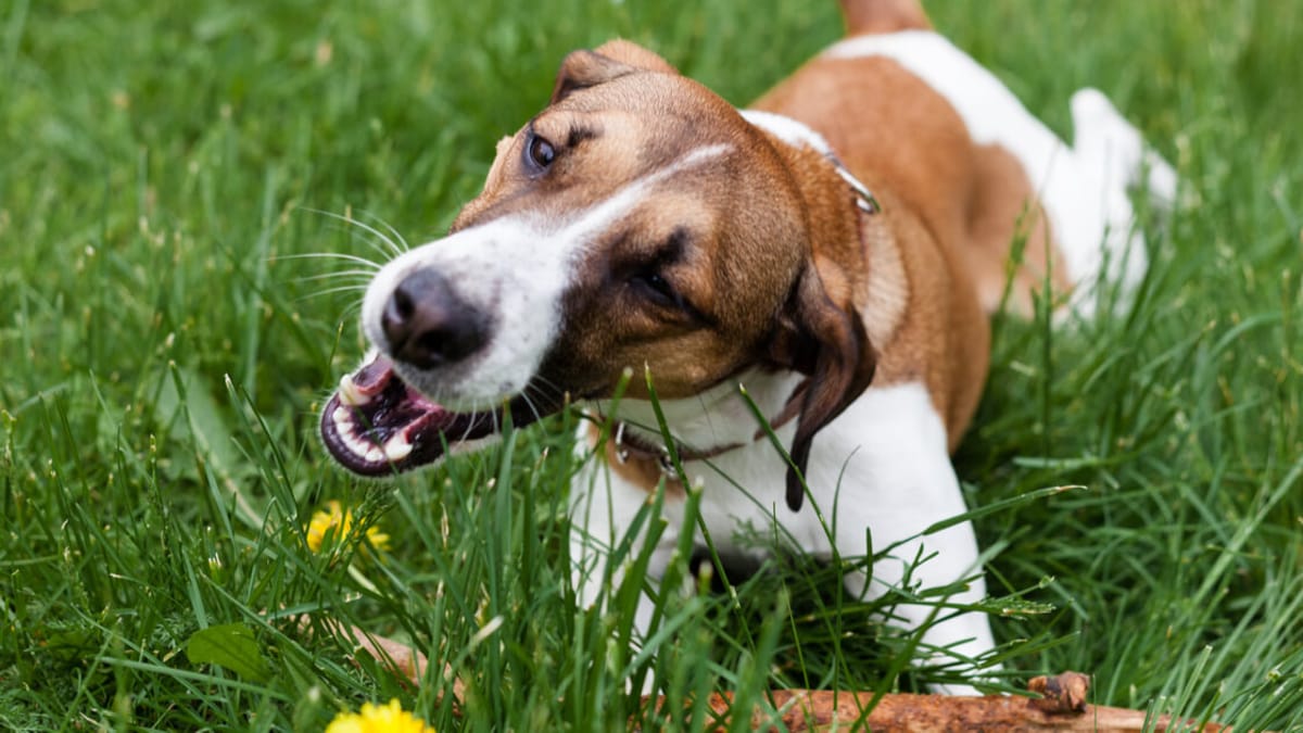 warum fressen hunde eigentlich gras?