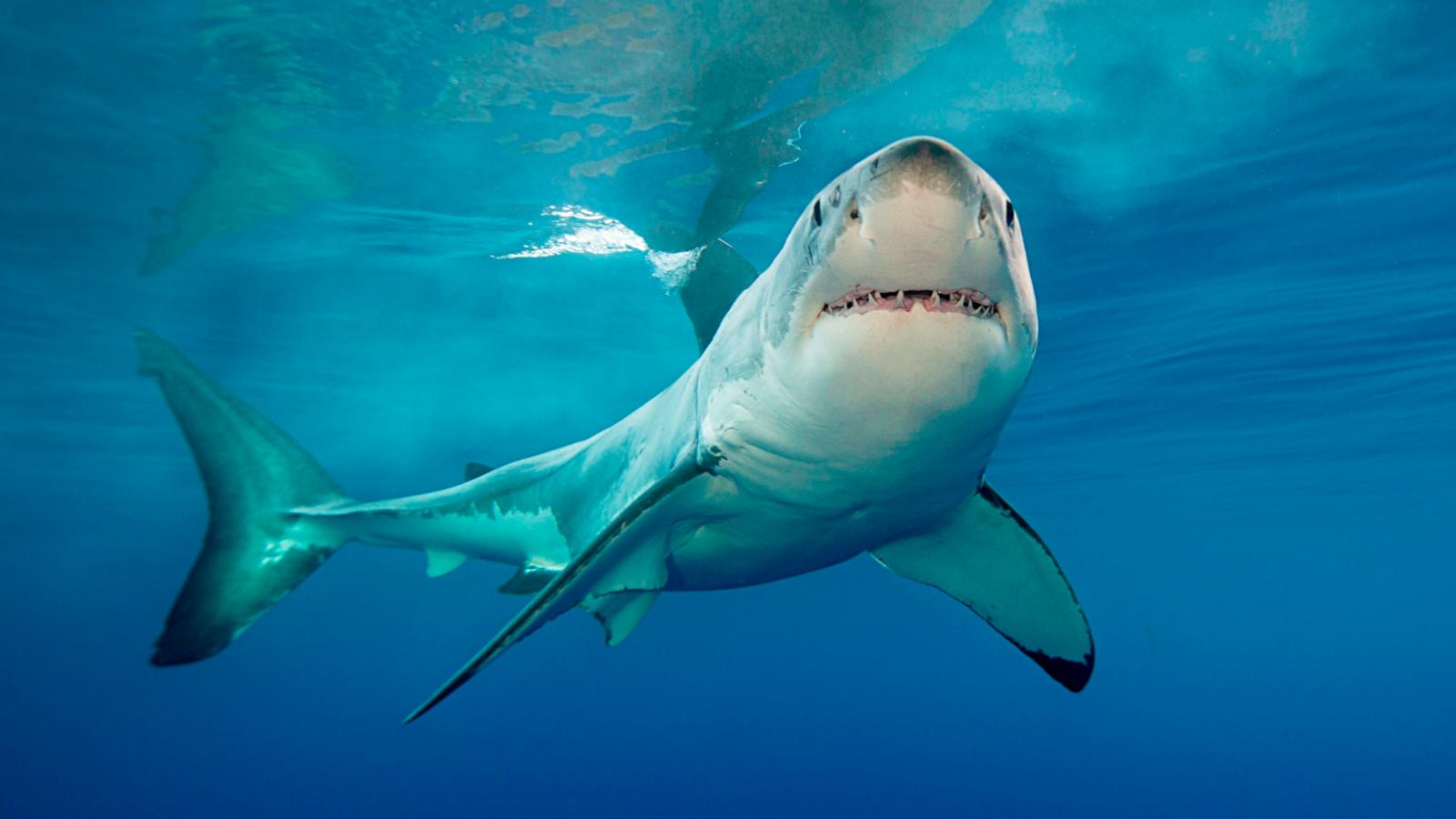 This State Saw The Most Unprovoked Shark Attacks In 2023, Study Shows