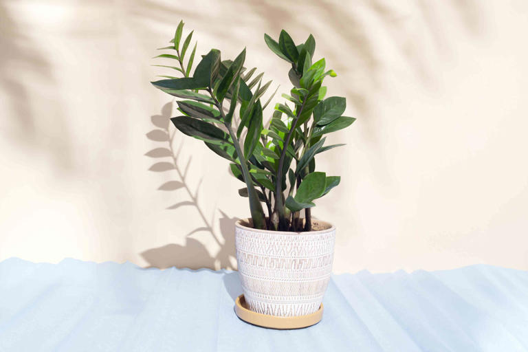 How To Care for a ZZ Plant, According to Plant Pros