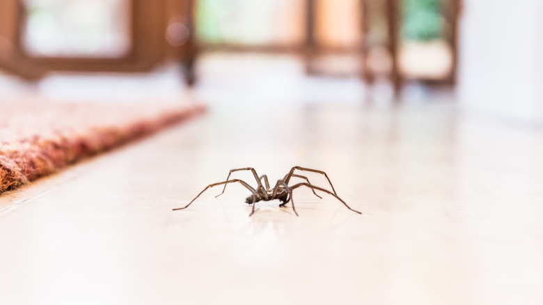 How Often Should You Spray Your Home For Spiders   BB1hsfWR.img