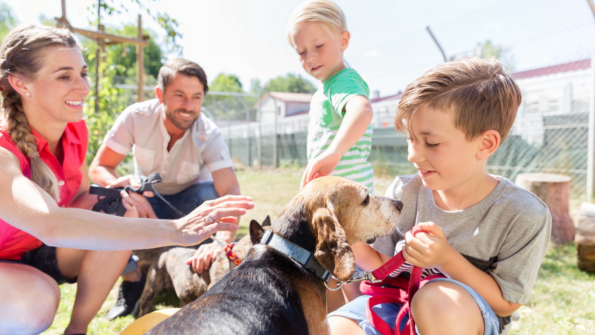 32 Ways To Be A Responsible Dog Owner