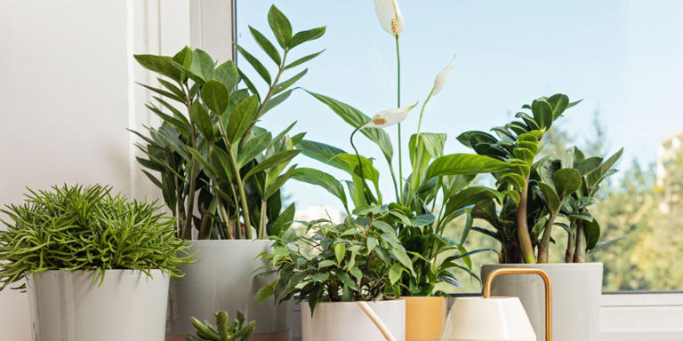 The Top Seven Plants to Banish Household Odors Naturally