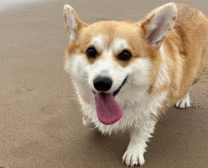 Pembroke Welsh Corgi Dog Breed Information