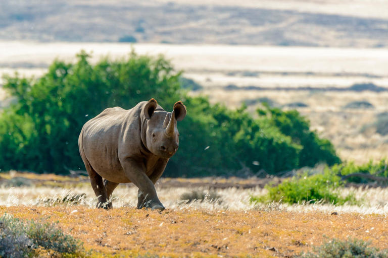 Cataloging anthropogenic extinction throughout history