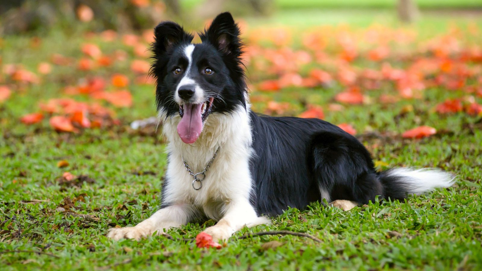 <p><span>The third sheepdog on the list, the Border Collie, is also highly intelligent and loyal. These black-and-white working dogs are always alert to their owners’ commands and keen to please them, making them responsive and easy to train. Their dedication to their owners is evident, and they make devoted, energetic pets. </span></p>
