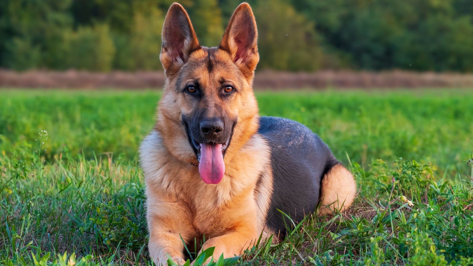 <p><span>These large, black-and-tan dogs are highly intelligent and often used in police or military roles, but they’re also very loyal and form close bonds with their owners and other family members, says </span><a href="https://www.hoomansfriend.com/post/german-shepherd-temperament-fierce-protector-and-loyal-friend#:~:text=Finally%2C%20this%20breed's%20intelligence%20and,becoming%20fiercely%20loyal%20to%20them."><span>Hooman’s Friend</span></a><span>. Their fierce loyalty also makes them great at protecting homes and children, and they often show great courage and commitment when doing so.</span></p>