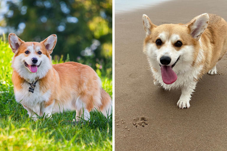 Pembroke Welsh Corgi Dog Breed Information