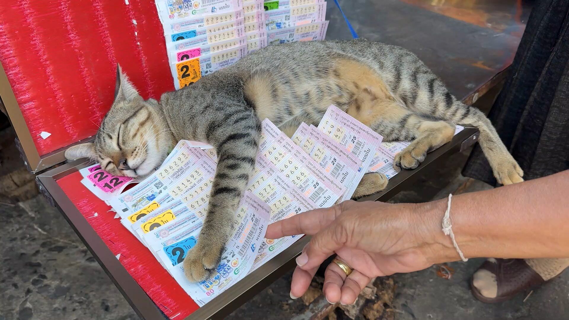 แม่ค้าสุดงง อยู่ๆขายดี เจ้าแมวขี้เซา ขึ้นนอนทับแผงลอตเตอรี่ คนแห่ซื้อ แอบส่งเลขน้อง
