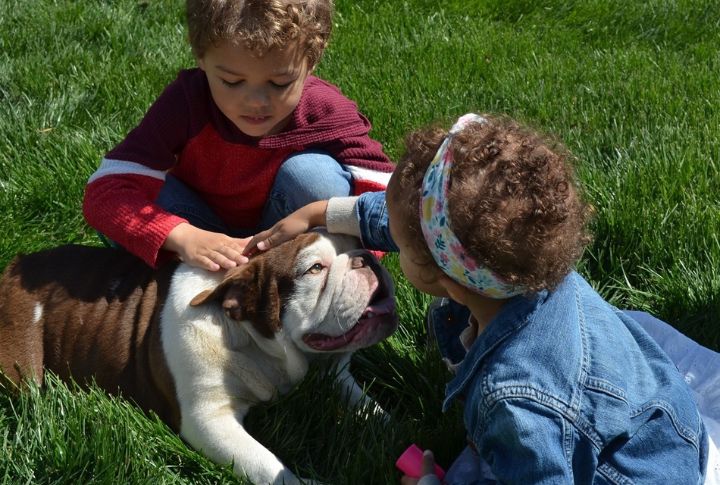 15 Reasons American Bulldogs Are So Popular