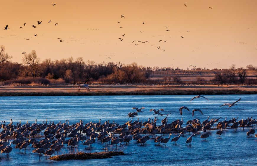 <p>The Platte River, with its twists and turns through wetland meadows, is worth a trip no matter at any time of the year. But if you visit in early March, you're in for a spectacular show courtesy of Mother Nature. That's when over 500,000 sandhill cranes descend on the river as part of their annual migration. It's almost magical between the gentle rustle of flapping wings and rushing water and the silhouettes of the graceful birds dotting the riverfront.</p>