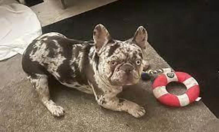 Ali Zacharias' pet Onyx is described as a black Merle French bulldog with a spotted coat and different colored eyes.