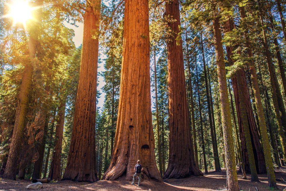 <p>There are trees... and then there are the California coastal redwoods, the tallest trees on Earth which can grow to 378 feet—that's about the size of a 25-story building! And they're wide, too—some in <a class="SWhtmlLink" href="https://www.nps.gov/redw/index.htm" rel="noopener noreferrer">Redwood National Park</a> are big enough to drive a car through. You'll feel like you're in the land of giants as you explore the enchanting forest of cinnamon-hued trees.</p>