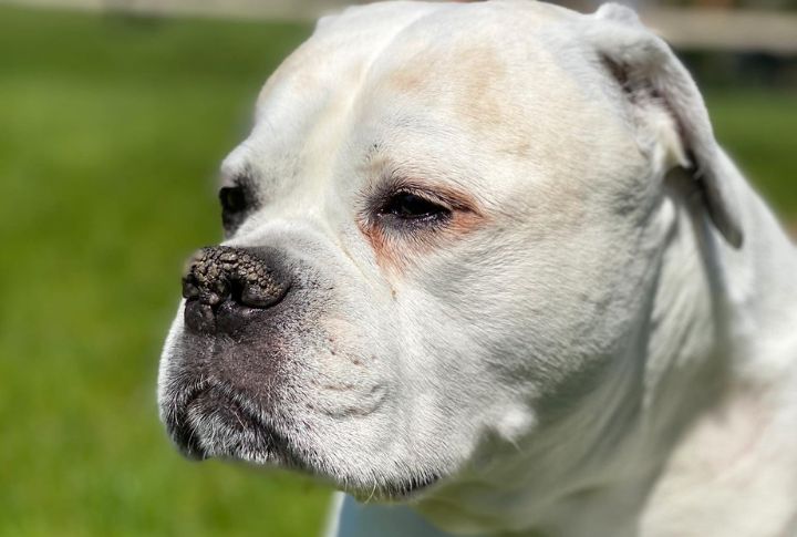 15 Reasons American Bulldogs Are So Popular