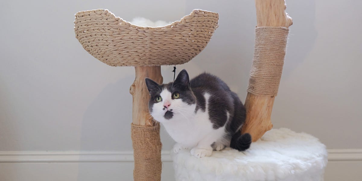 The 6 best cat trees of 2024, tested and reviewed