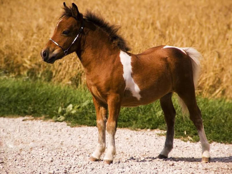 25 Most Expensive Horse Breeds (think In The Millions)