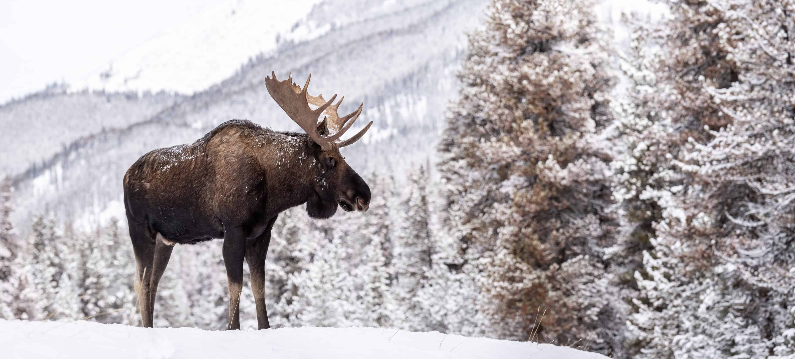 10 Food Dishes That Are Absolute Symbols Of Canada