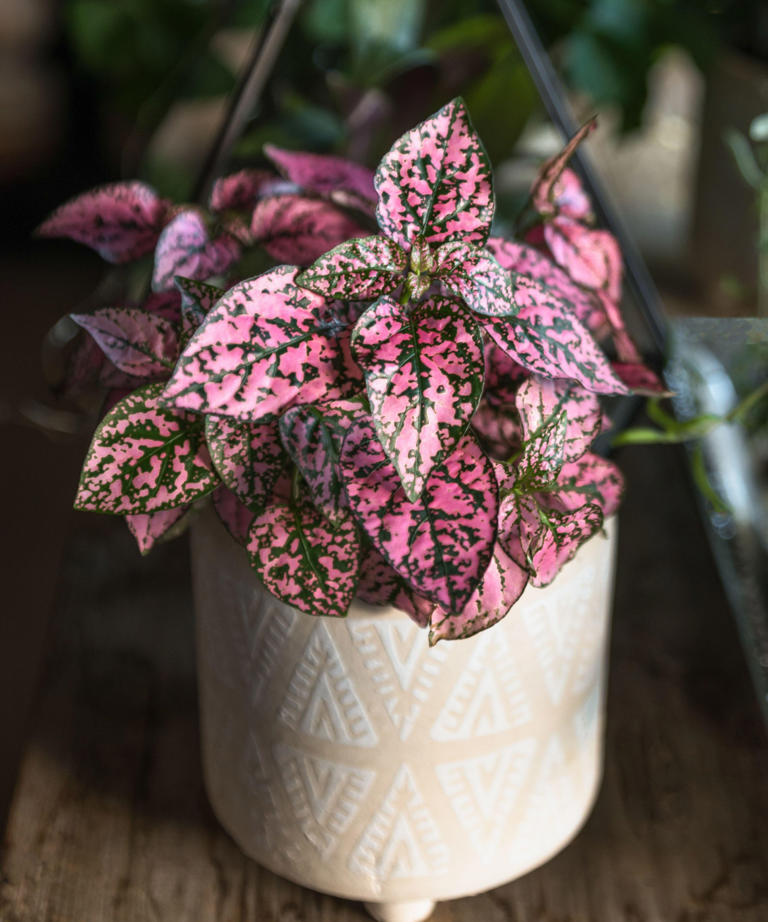 Polka dot plant care guide – 5 expert tips for growing this patterned ...