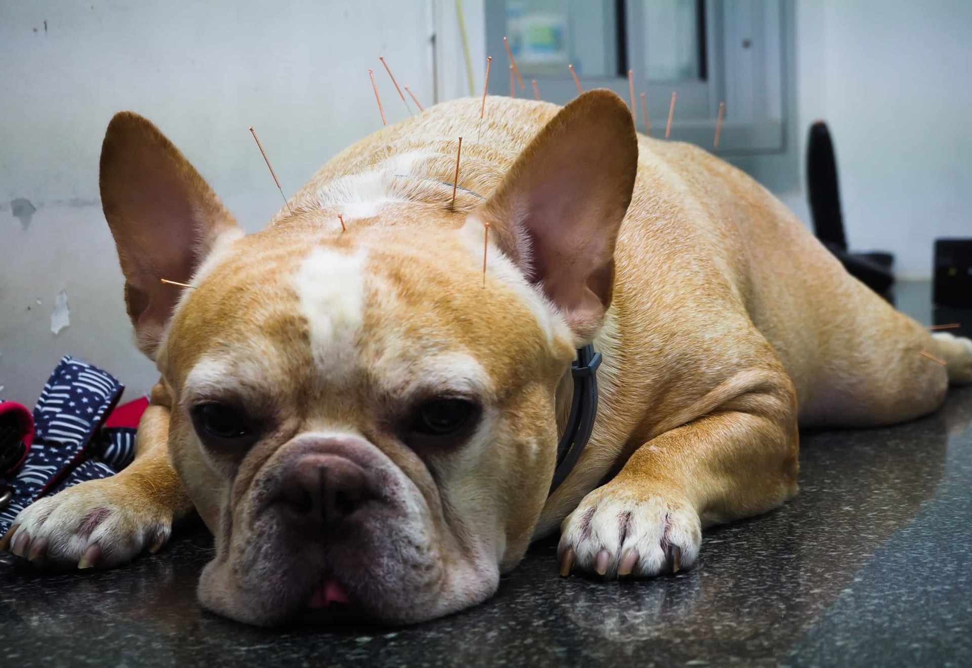 <p>Acupuncture can also be used on animals, such as dogs, cats, monkeys, horses, and cattle. It's usually used on dogs who suffer from arthritis and joint inflammation.</p><p>You may also like:<a href="https://www.starsinsider.com/n/375399?utm_source=msn.com&utm_medium=display&utm_campaign=referral_description&utm_content=509810en-us"> These male celebs all dye their hair</a></p>