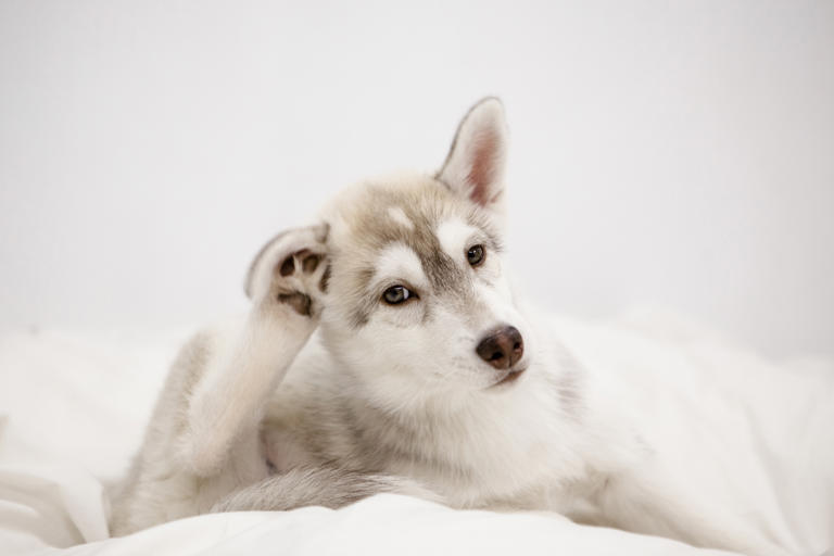 6 Signs Your Dog Has Ear Mites & What to Do