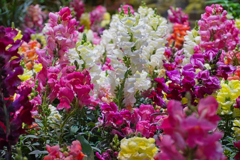 Do Hummingbirds Like Snapdragons: Exploring the Attraction