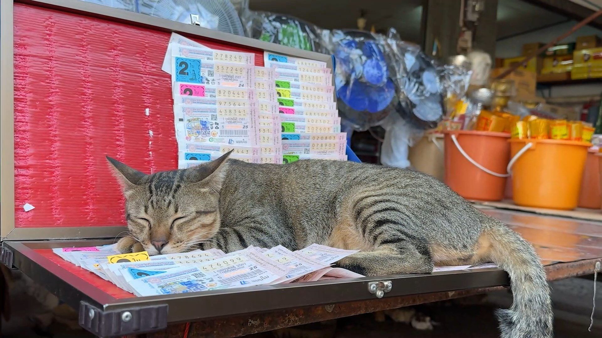 แม่ค้าสุดงง อยู่ๆขายดี เจ้าแมวขี้เซา ขึ้นนอนทับแผงลอตเตอรี่ คนแห่ซื้อ แอบส่งเลขน้อง