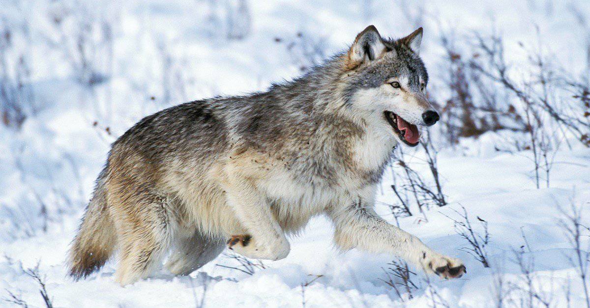 Wolves in the Wild: How Many Still Roam the Earth?
