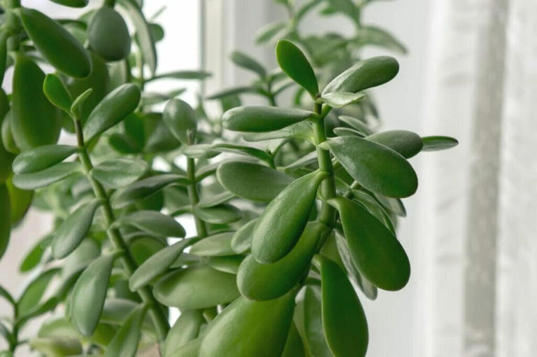 How Big and Fast Do Jade Plants Grow?