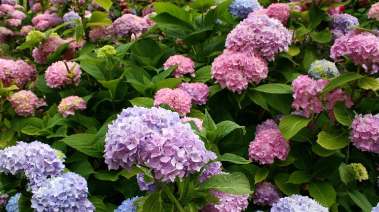 This Hydrangea Look-Alike Is Just As Gorgeous & Easier To Take Care Of