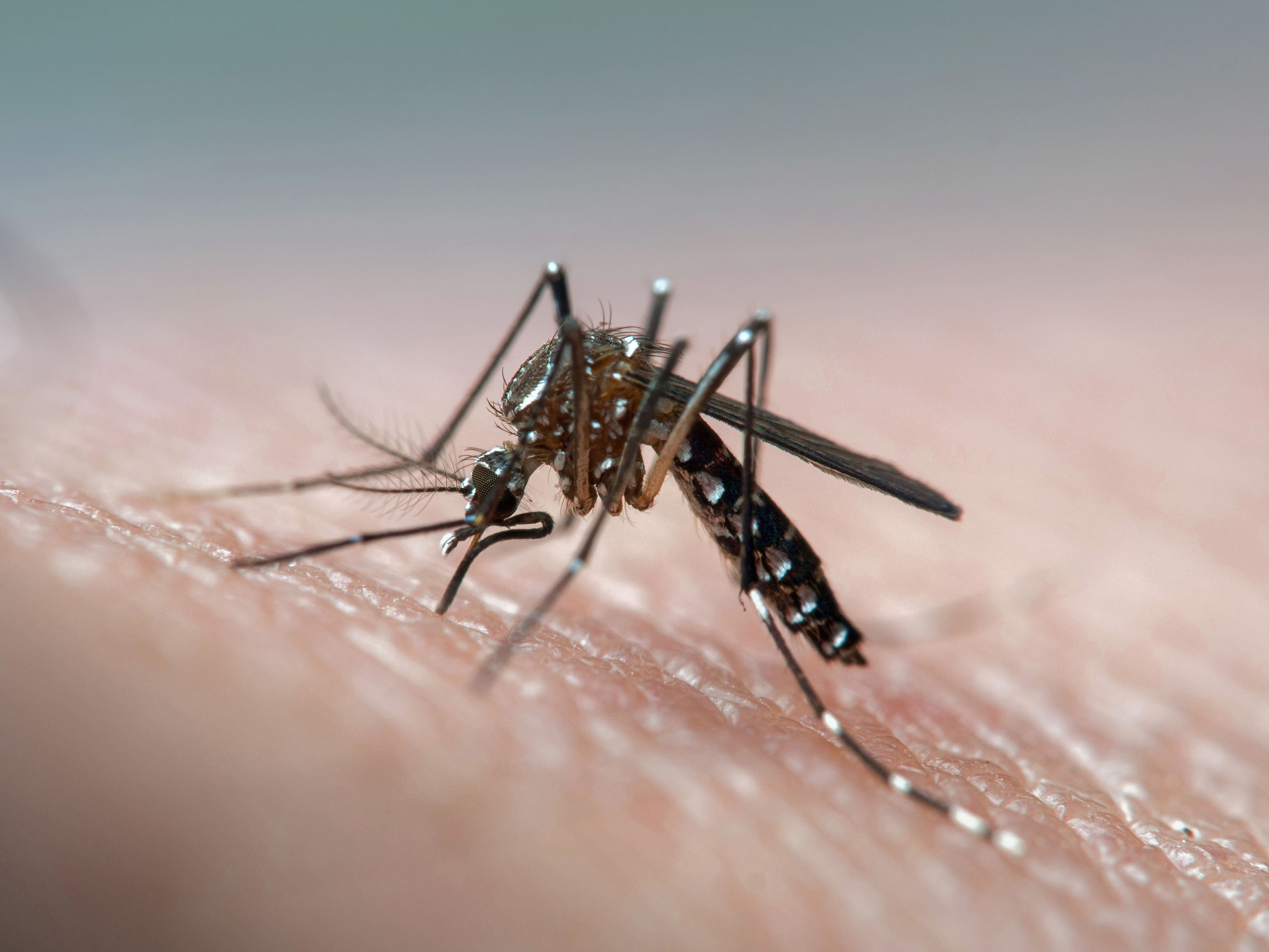 brasil superó el millón de casos de dengue en lo que va de 2024