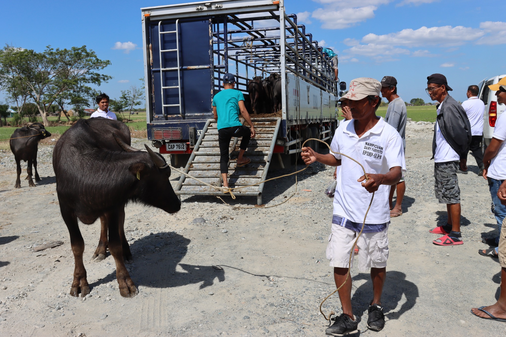 da agency gives 25 carabaos to nueva ecija farmers