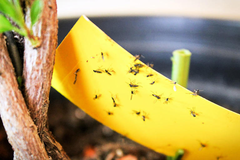 how-to-get-rid-of-gnats-according-to-an-entomologist