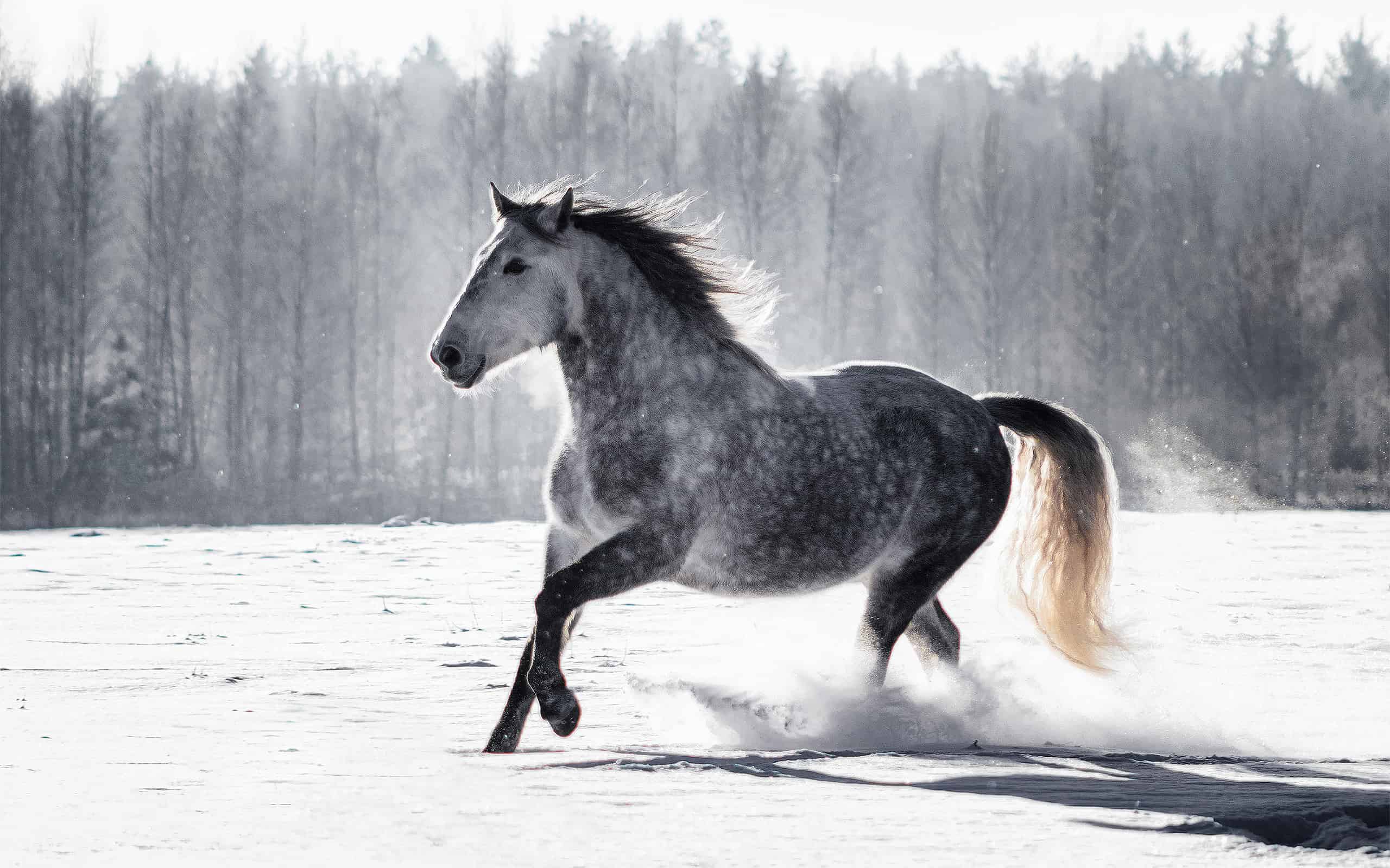 40 Incredible Grey Horse Names   BB1hvnIO.img