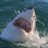 California safeguard protecting beachgoers from sharks on life support, expert warns<br>